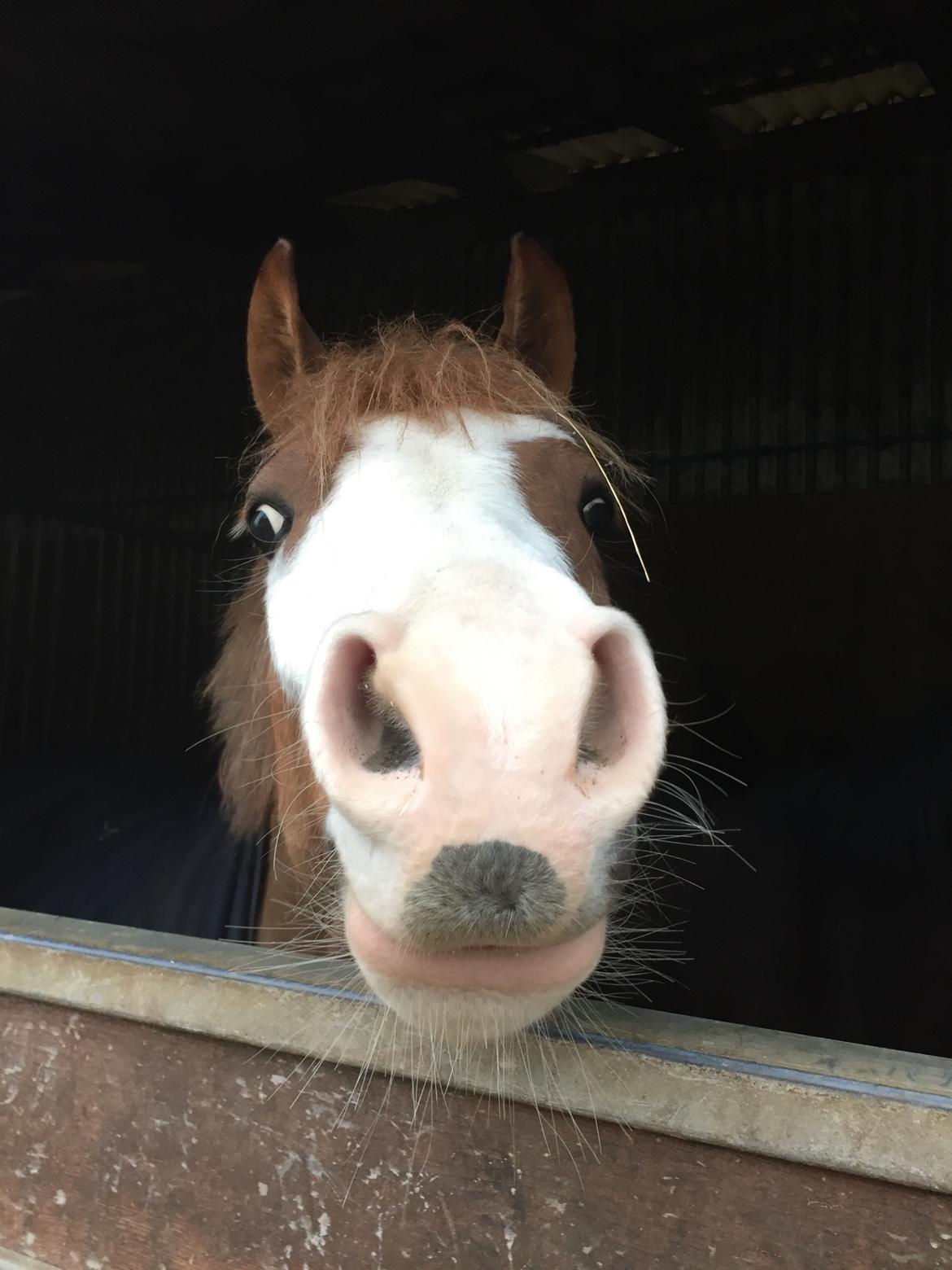 Welsh Pony (sec B) Bourbon billede 2