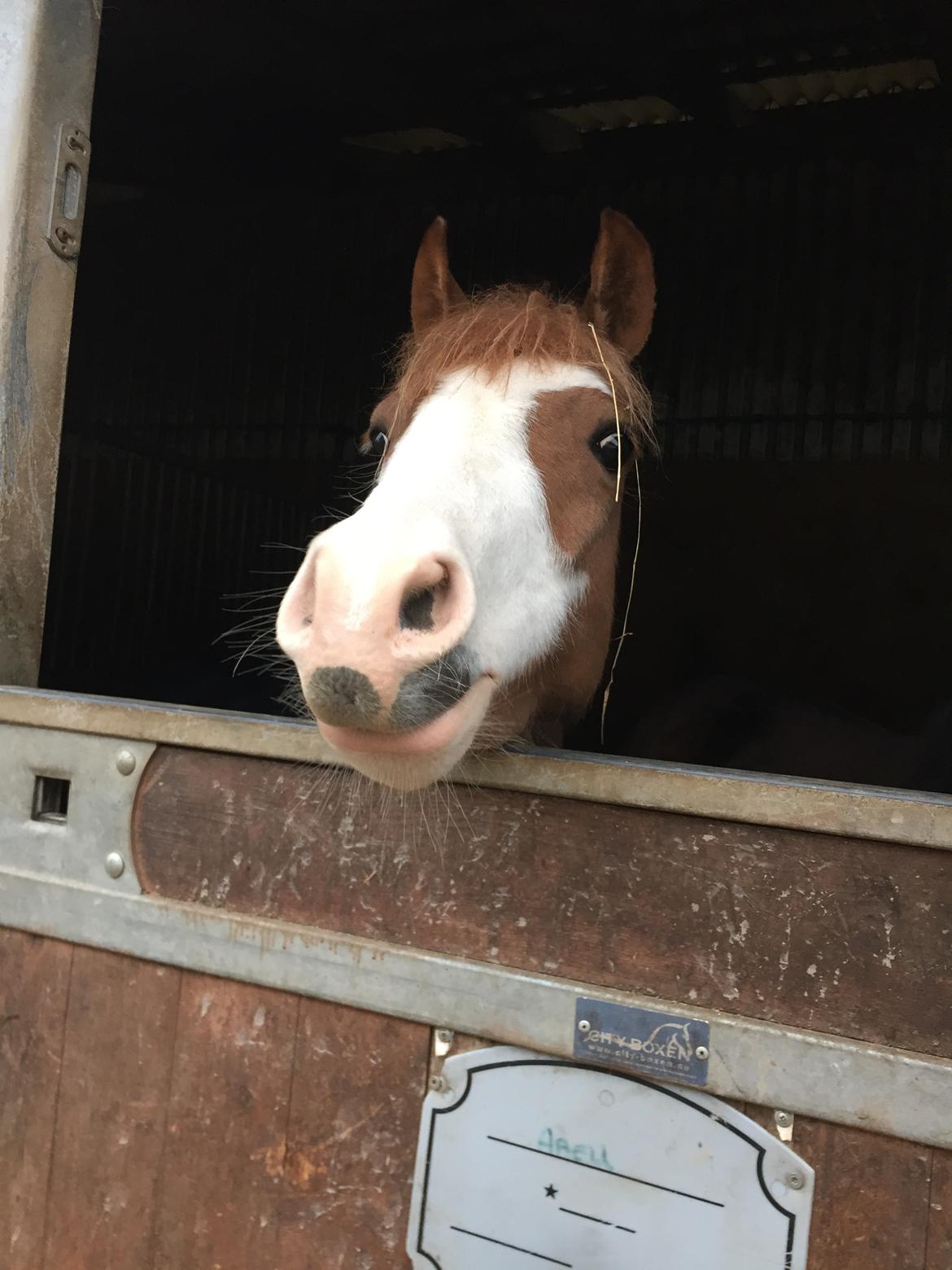 Welsh Pony (sec B) Bourbon billede 11