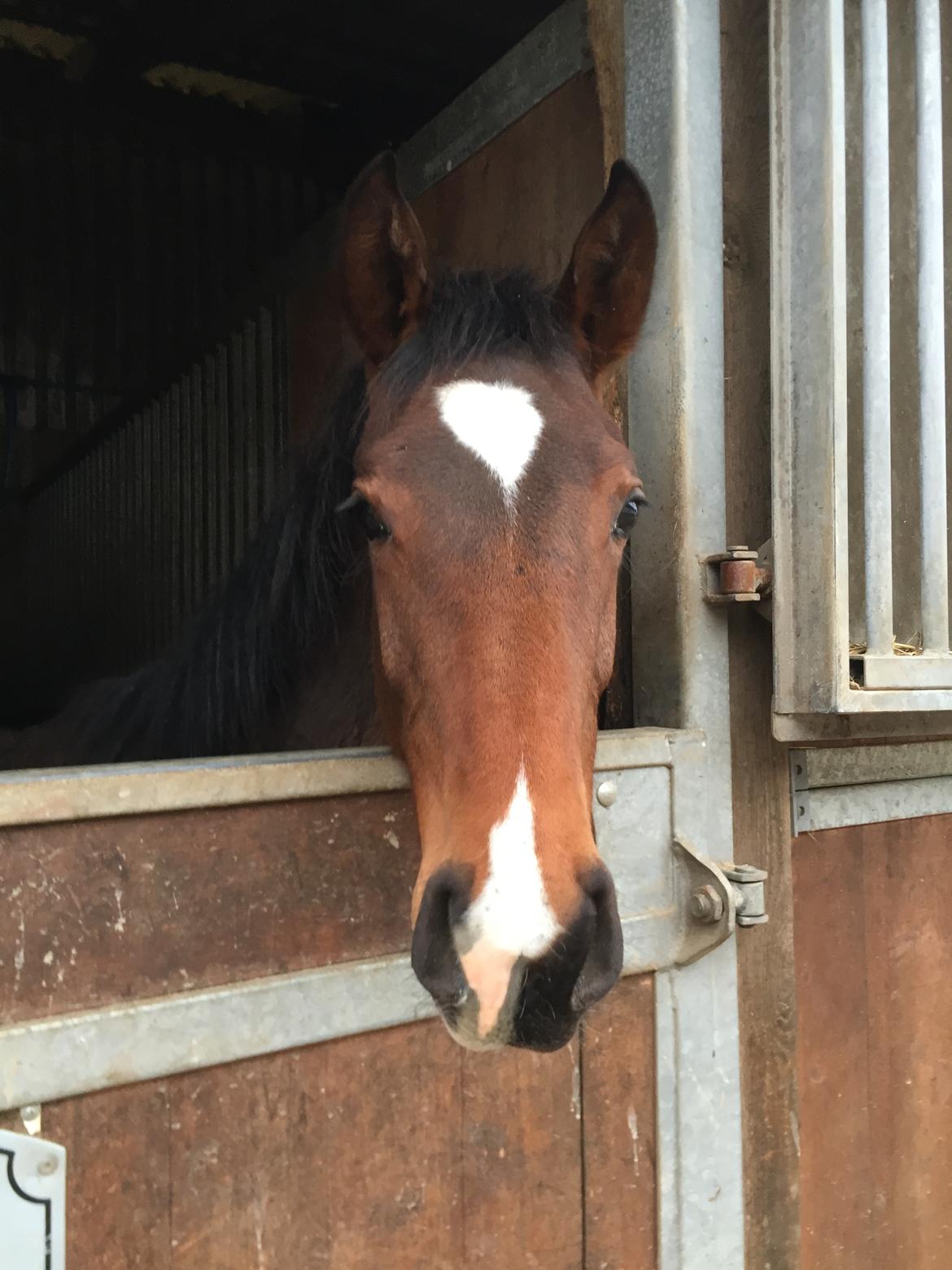 Dansk Varmblod Alexa ax billede 1