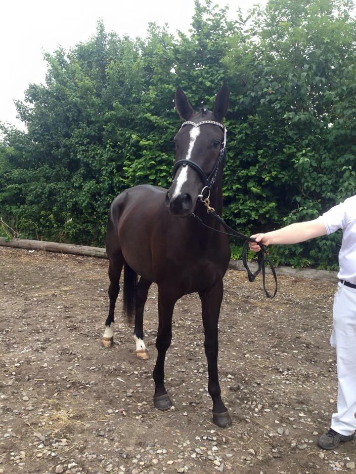 Trakehner Belle noir billede 8