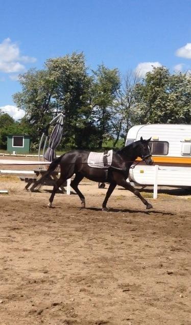 Trakehner Belle noir billede 9