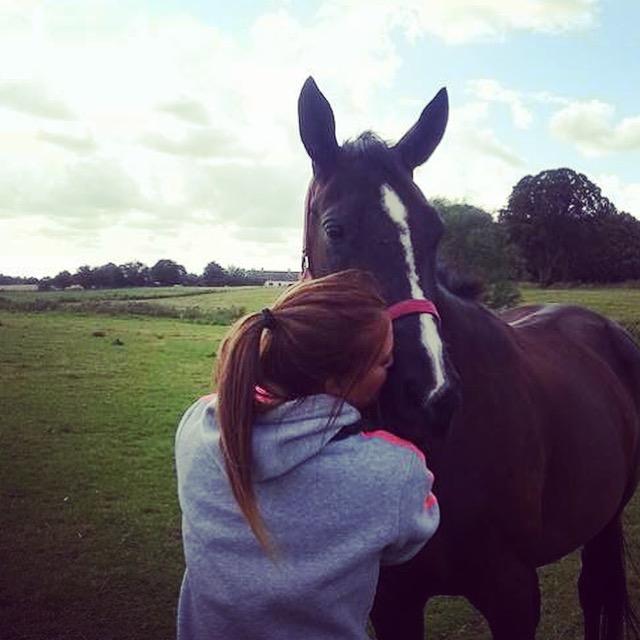 Trakehner Belle noir billede 12