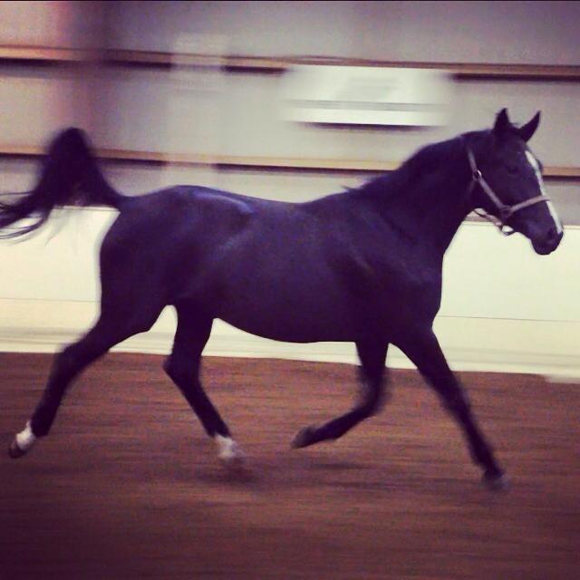 Trakehner Belle noir billede 10