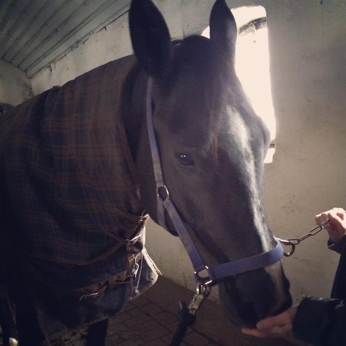 Trakehner Belle noir billede 14