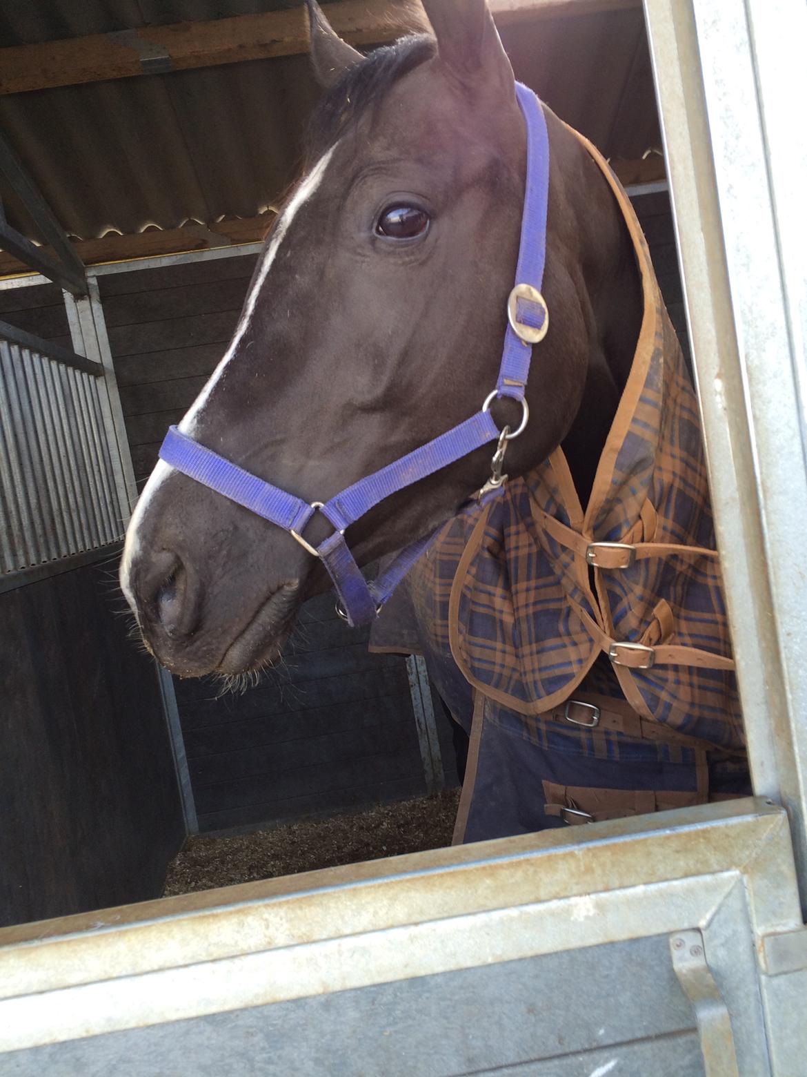 Trakehner Belle noir billede 18