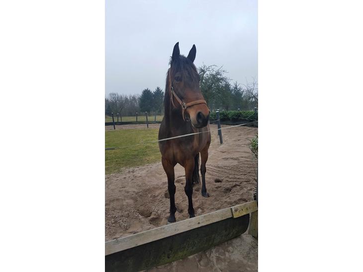 {{currentPhoto.altText}} billede {{currentPhoto.number}}