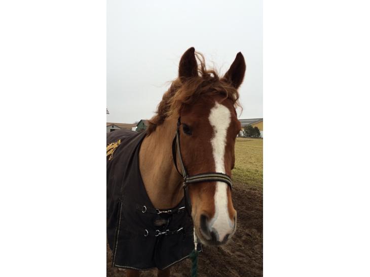 {{currentPhoto.altText}} billede {{currentPhoto.number}}