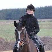 Dansk Varmblod Michelle