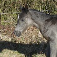 Welsh Pony af Cob-type (sec C) Hulda I Am Black Jack
