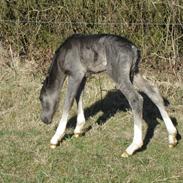 Welsh Pony af Cob-type (sec C) Hulda I Am Black Jack