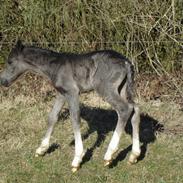 Welsh Pony af Cob-type (sec C) Hulda I Am Black Jack