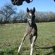 Welsh Pony af Cob-type (sec C) Hulda I Am Black Jack