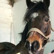 Anden særlig race Pepsi