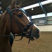 New Forest Stegstedgaards Nobel (Nobbe)