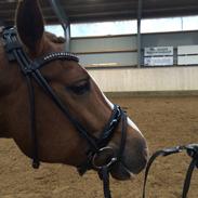 New Forest Stegstedgaards Nobel (Nobbe)