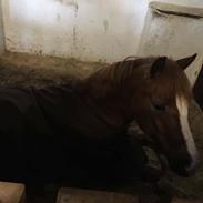 New Forest Stegstedgaards Nobel (Nobbe)