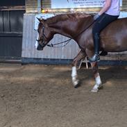 New Forest Stegstedgaards Nobel (Nobbe)