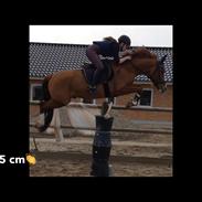 New Forest Brentebjergs alphabeat