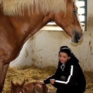 Welsh Cob (sec D) Royal Gogo 