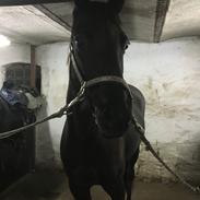 Anden særlig race Ayla