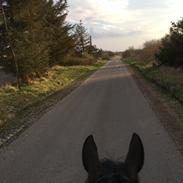 Anden særlig race Ayla