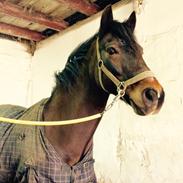 Anden særlig race Pepsi