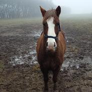 Anden særlig race Donagos New Years Surprice 