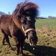 Shetlænder Bøgeskov's Wiggy