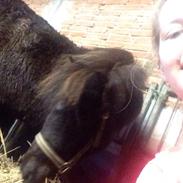 Shetlænder Bøgeskov's Wiggy