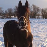 Dansk Varmblod Wall Street H