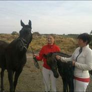 Dansk Varmblod Wall Street H