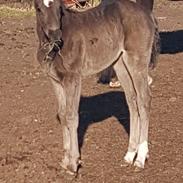 Welsh Partbred (Sec F) Struntze's Great Pleasure