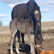 Welsh Partbred (Sec F) Struntze's Great Pleasure