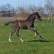 Welsh Partbred (Sec F) Struntze's Great Pleasure
