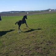 Welsh Partbred (Sec F) Struntze's Great Pleasure