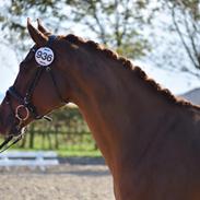 Dansk Varmblod Tropical