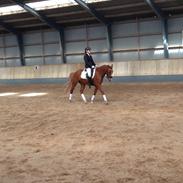 Anden særlig race Havens Aura