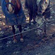 Anden særlig race Havens Aura