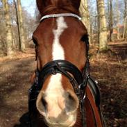 Anden særlig race Havens Aura