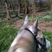 Anden særlig race Chameur