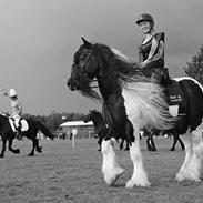 Irish Cob Lord Wellington Of England ( Welle)