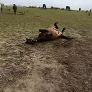 Anden særlig race Brinkhof's Phantom