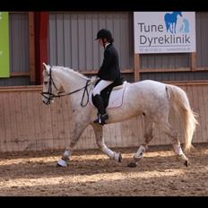 Anden særlig race Mr. Grey