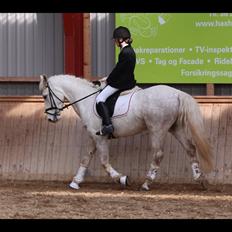 Anden særlig race Mr. Grey