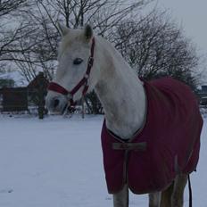 Anden særlig race Mr. Grey