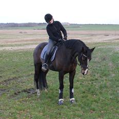 Dansk Varmblod Michelle