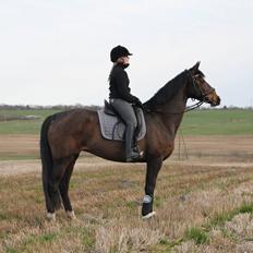 Dansk Varmblod Michelle