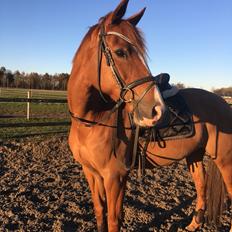 Anden særlig race Silvia