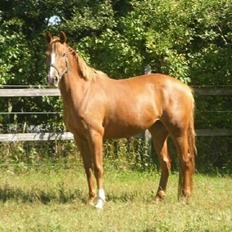 Anden særlig race Silvia