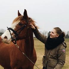 Engelsk Varmblod Edward